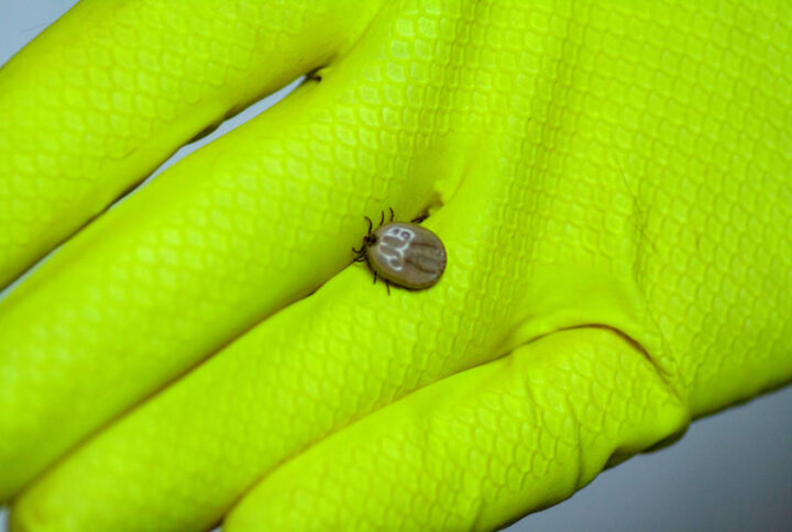 Morso di zecca: come intervenire e cosa non fare