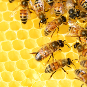 Immagine di api nell'alveare