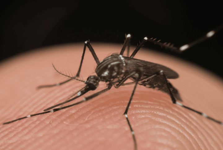 Chikungunya: Sintomi, Trasmissione, Prevenzione e Cure