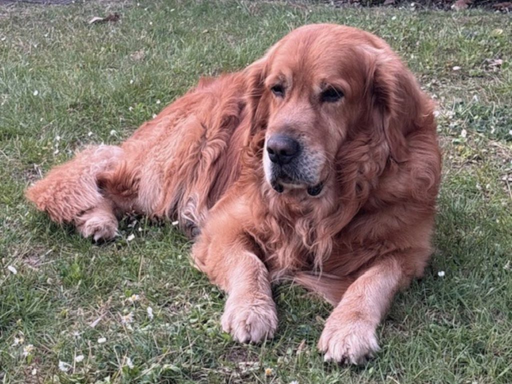 Il colpo di calore nel cane: sintomi e primo soccorso