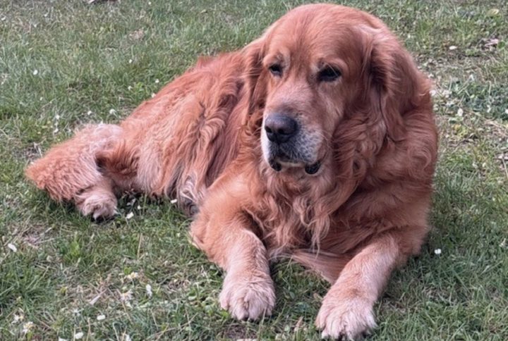 Cane accaldato al sole che rischia colpo di calore